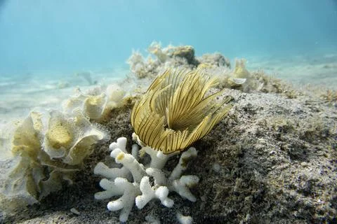 Feather duster worm in yellow Stock Photos