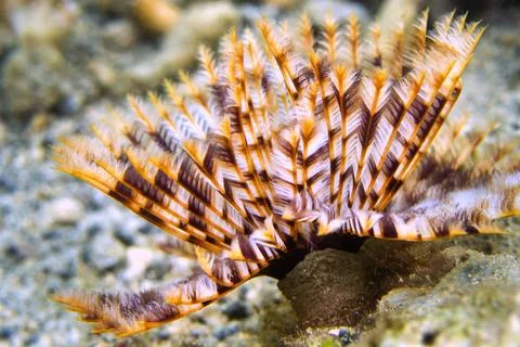 Feather Duster Worms, Lembeh, Indonesia Stock Photos
