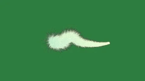 Feather Dynamic - Royalty Free Clip Stock Footage 338016780
