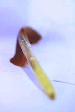 Feather of eagle on writing angle 写真素材