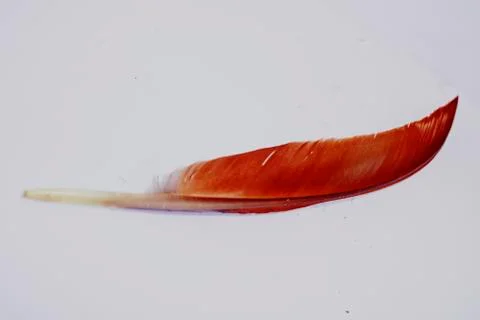 Feather of eagle on writing angle Stock Photos
