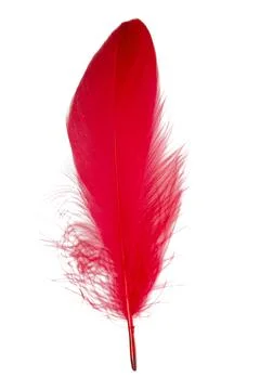 Feather elegant puff isolated on the white background Foto stock