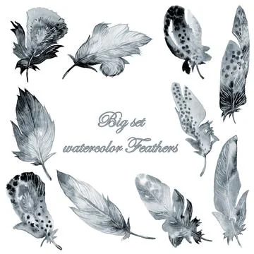 Feather element big monochrome set. Hand drawn watercolor illustration. Stock Illustration