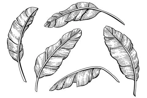 Feather element 스톡 일러스트