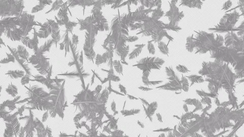 Feather Explosion on Alpha Stock Footage 242467503