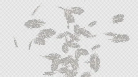 Feather Explosion on Alpha Stock Footage 297850409