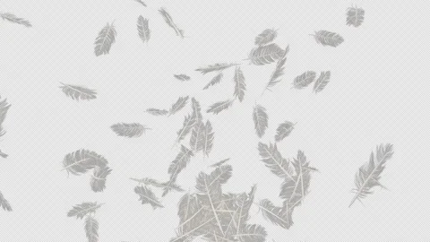 Feather Explosion on Alpha Stock Footage 297850574