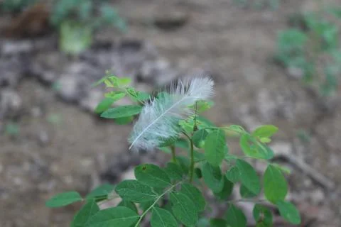 Feather that fall on the plants Stock Photos