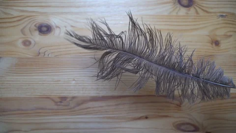 Feather falling down in motion, backdrop sample Stock Footage 93069016