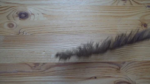 Feather falling down in motion, backdrop sample Stock Footage 93069450