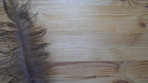 Feather falling down in motion, backdrop sample Stock Footage 93069606