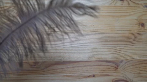 Feather falling down in motion, backdrop sample Stock Footage 93069883