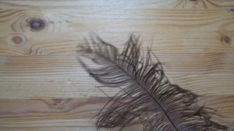 Feather falling down in motion, backdrop sample Stock Footage 93070108