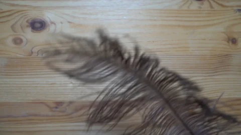 Feather falling down in motion, backdrop sample Stock Footage 93070334
