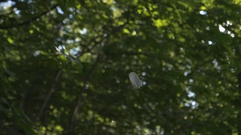 Feather Falling In Forest Slow Motion 스톡 동영상 111572072