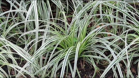 Feather falls sedge plant. Stock Footage 316940334