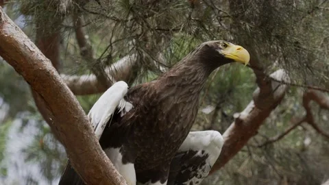 Feather flies off large eagle slow motion Video stock 154187072