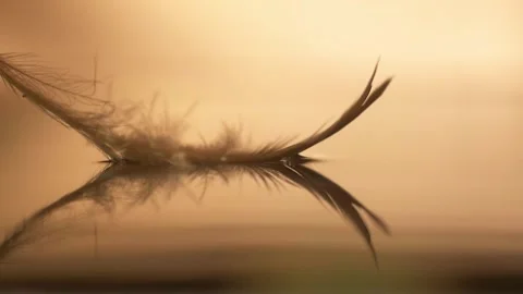 Feather Floating on Calm Water Surface with Reflection Stock Footage 330989293