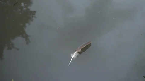 Feather floating on the Canal water Stock Footage 115331509