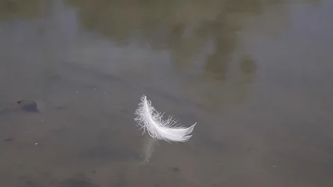 Feather floating on the river driven by the wind Stock-Footage 71893807