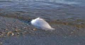 Feather Floating on Shore HD Footage