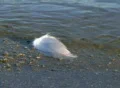 Feather Floating on Shore SD Footage