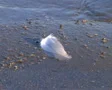 Feather Floating on Shore SD Footage
