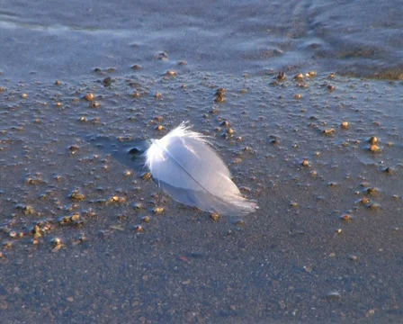 Feather Floating on Shore 動画素材 4114308