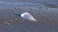 Feather Floating on Shore HD Footage