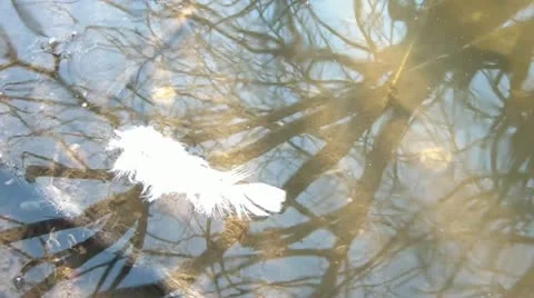 Feather Floating in Water Abstract Stock Footage 12579410
