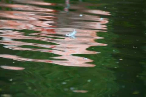 Feather floating on the water Stock Photos