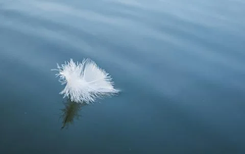 Feather Floating on Water  Stock Photos