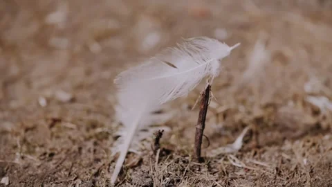A feather floats gently in the wind. The concept of relaxation. Stock Footage 316401913