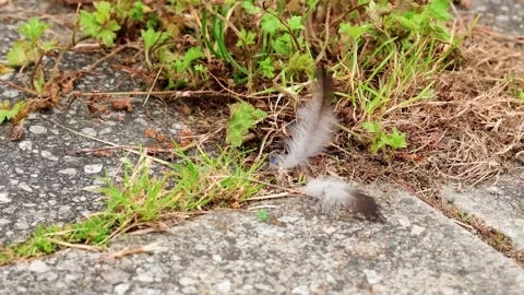 Feather on the floor Stock Footage 135392881