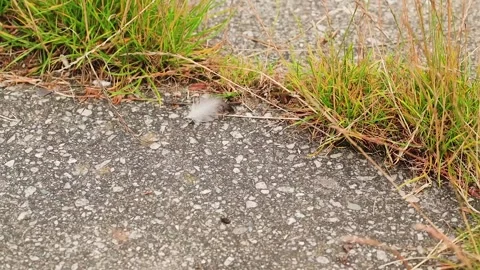 Feather on the floor Stock Footage 135393446