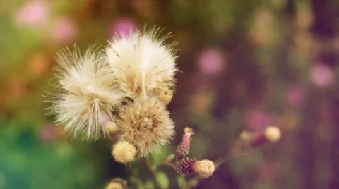 Feather flower sways in the wind and insects. Summer Macro shooting. 스톡 동영상 50091352