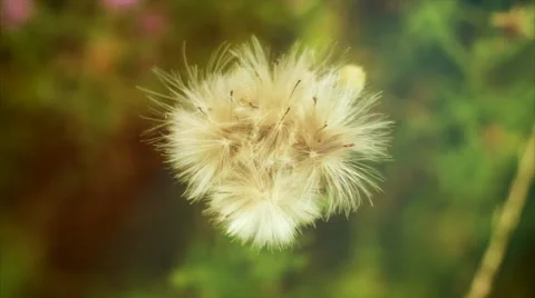 Feather flower sways in the wind. Summer Macro shooting. Stock Footage 50091165