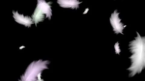 Feather Flying 3D Animtion Stock Footage 40155892