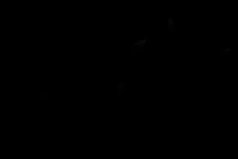 Feather Stock Footage 230256