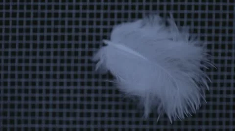 Feather Stock Footage 20494145