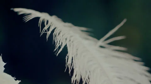 Feather Stock Footage 24758518