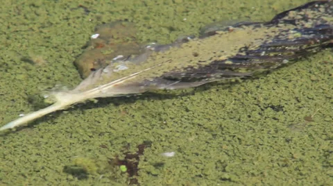 Feather Stock Footage 29226450