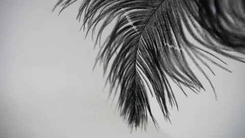 Feather Stock Footage 122331367