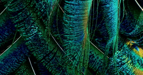 Feather. Stock Footage 236194823