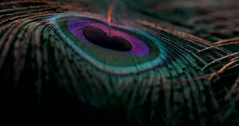 Feather. Video stock 236222976