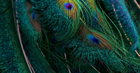 Feather. Video stock 236223822