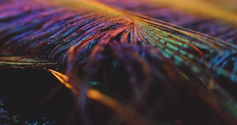 Feather. Video stock 236273198