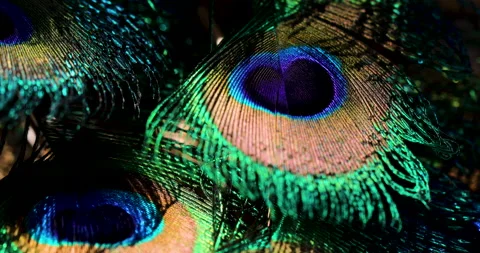 Feather. Stock Footage 236297779