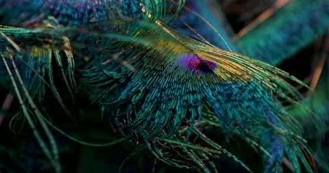 Feather. Stock-Footage 236299268