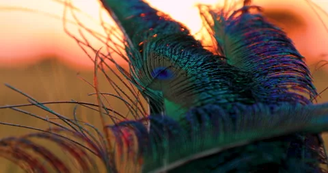 Feather. Video stock 236300010